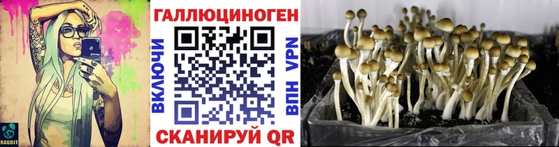 дарк нет наркотические препараты  Тихвин  Псилоцибиновые грибы Cubensis 